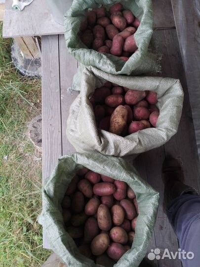 Картофель 2023