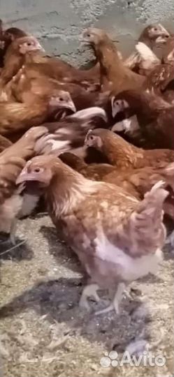 Куры молодки, несушки