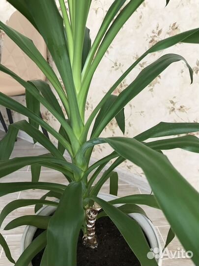 Пальма Юкка (комнатная)
