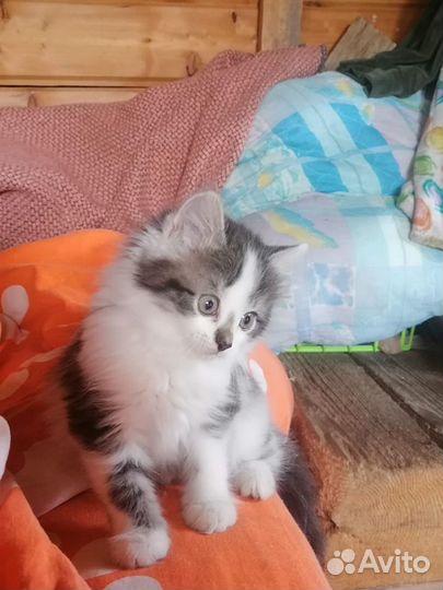 Отдам мышеловов котят в хорошие руки