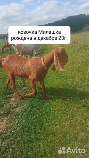 Козы и Козлята