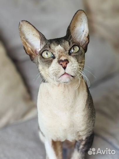 Кот сфинкс в добрые руки