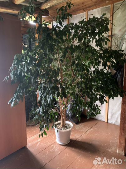 Фикус бенджамина