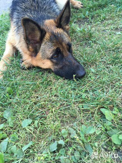 Ветеринарная помощь на дому