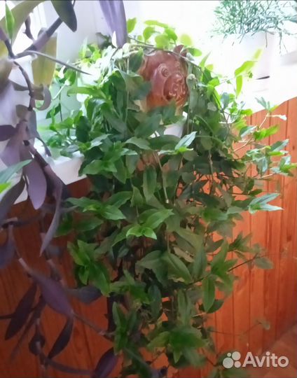 Традесканция ростки