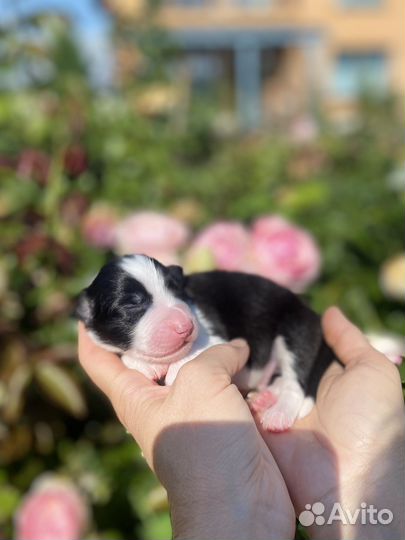 Щенки аусси австралийская овчарка