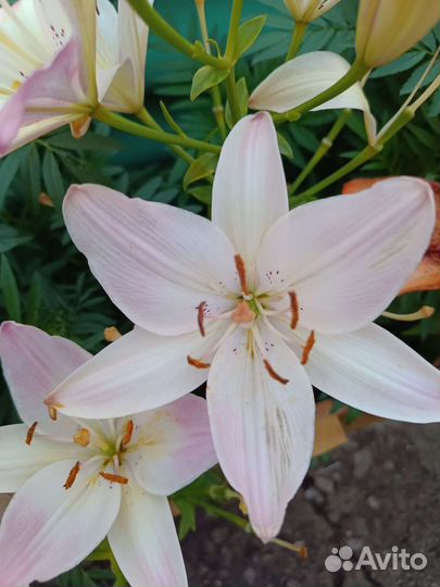 Многолетние цветы для сада