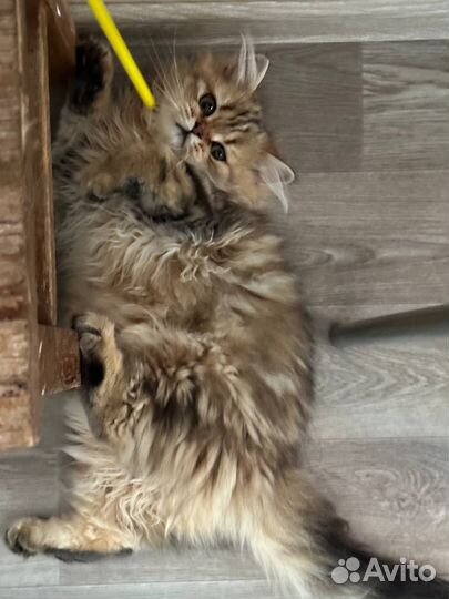 Кошки бесплатно