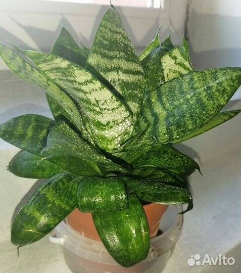 Цветы горшечные домашние