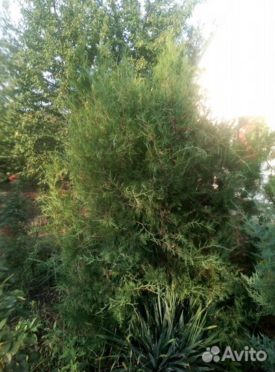 Туи и можживельники, садовник