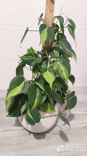 Монстера, Филодендроны