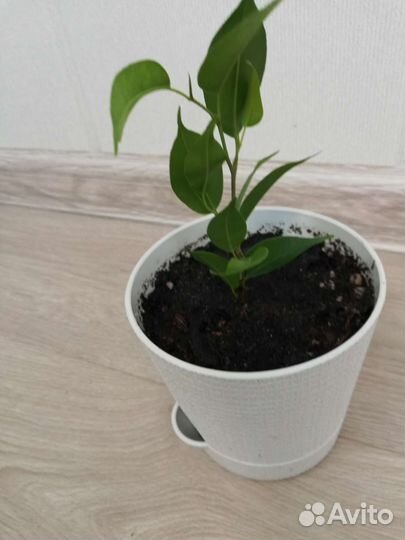 Фикус мелколистный