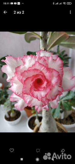 Адениум взрослый