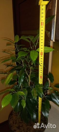 Фикус бенджамина
