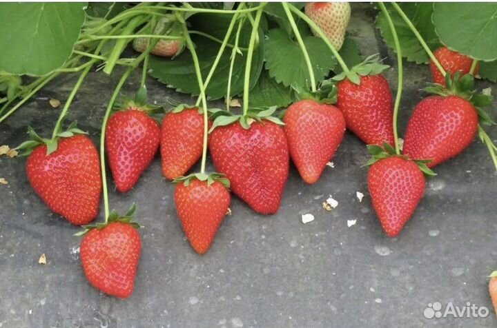 Кассетная рассада клубники Азия