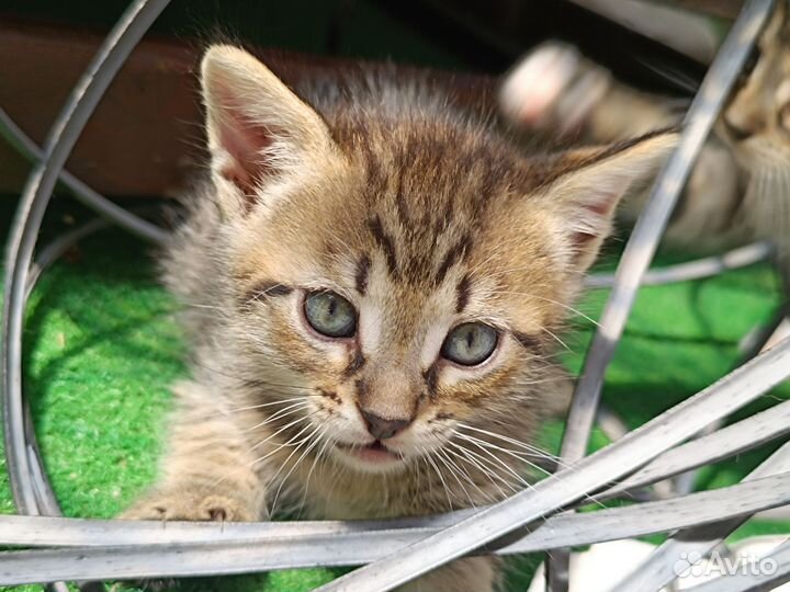 Котенок 2 месяца девочка