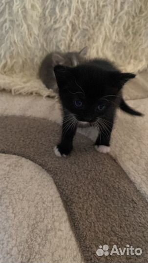 Отдам красивущих котят