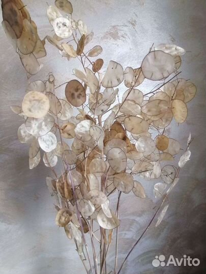 Лунария сухоцвет