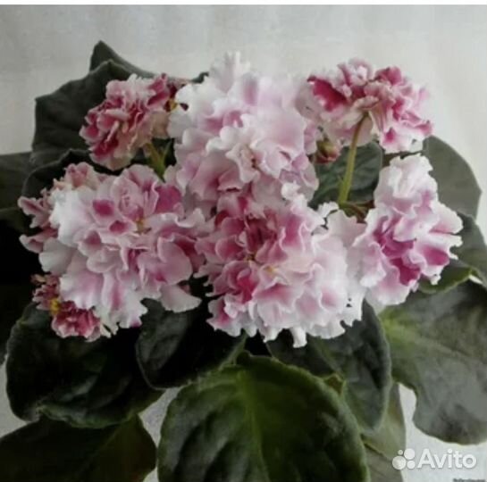 Срезка листов сортовых фиалок