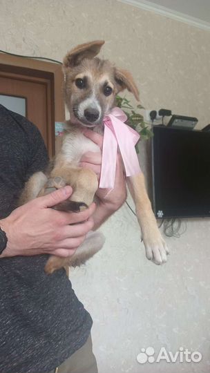 Малышка щенок в добрые руки