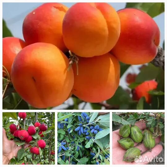 Саженцы.Весна-Осень