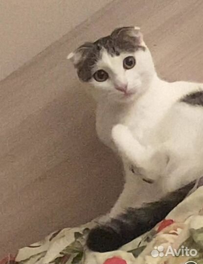 Кошки вислоухие