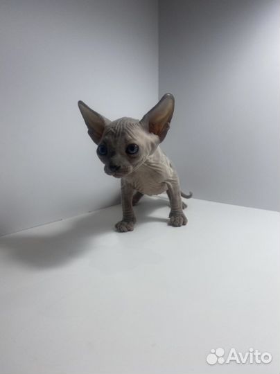 Канадский сфинкс