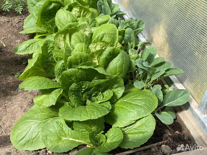 Рассада томатов перцев баклажан цветы