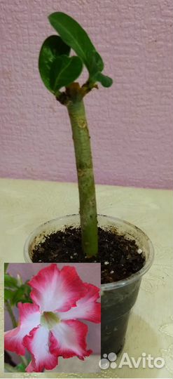 Адениумы : укорененные черенки и срезы