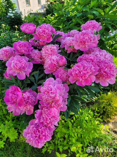 Пионы травянистые