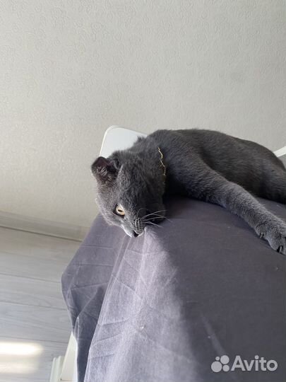Британская кошка в дар