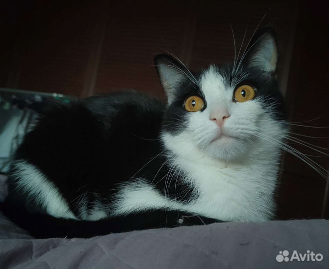 Котик бесплатно