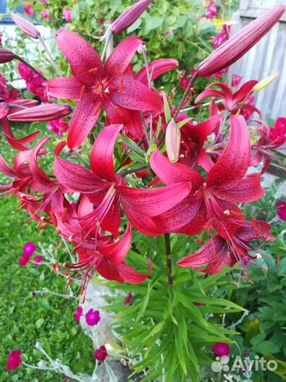 Многолетники