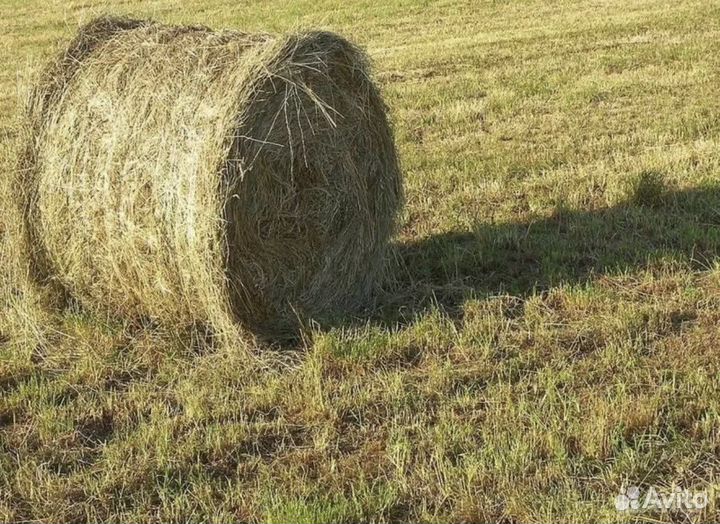 Продаю луговое сено