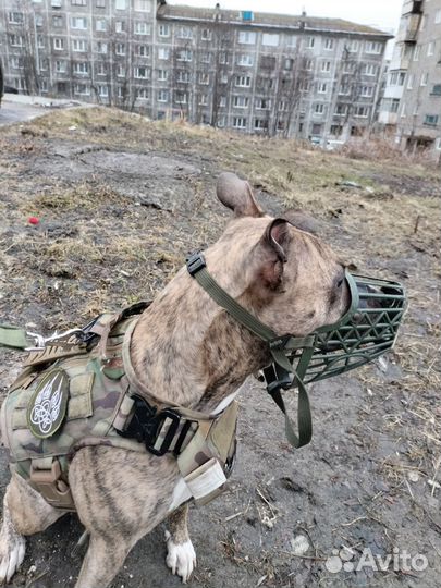 Стаффордширский терьер