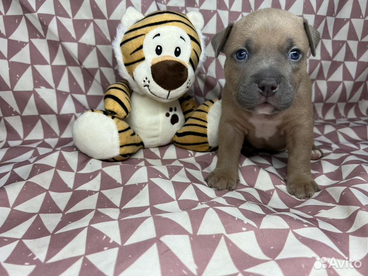 Щенки Американского булли