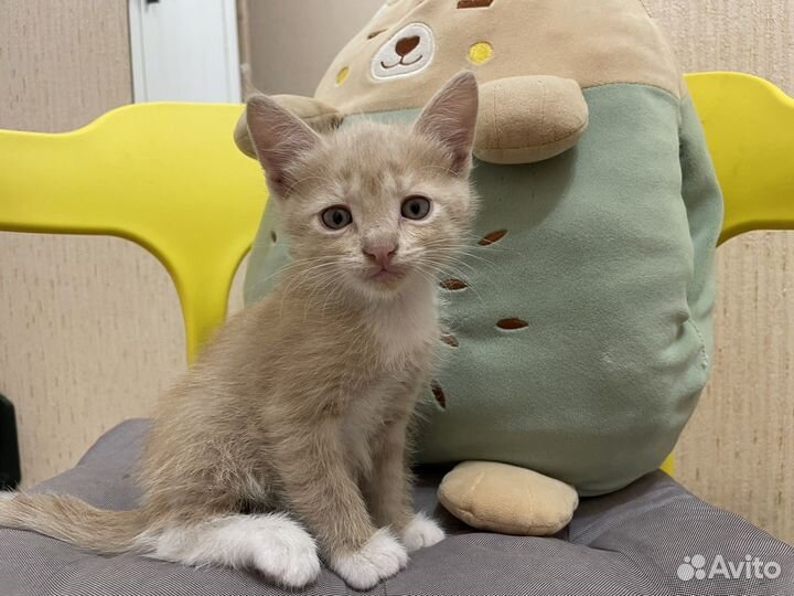 Рыжий котик