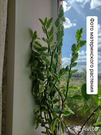 Педилантус комнатные растения