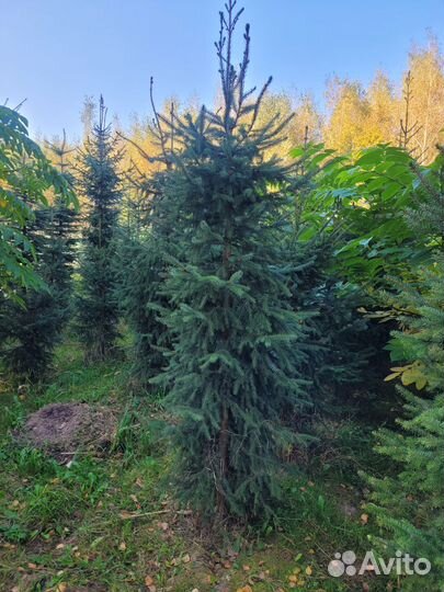 Ель сербская