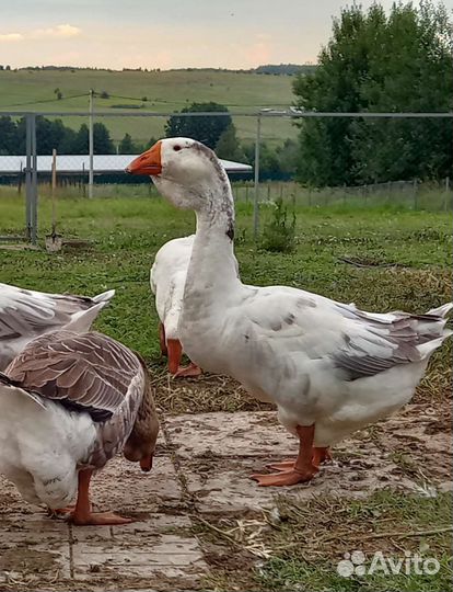 Холмогорские гуси
