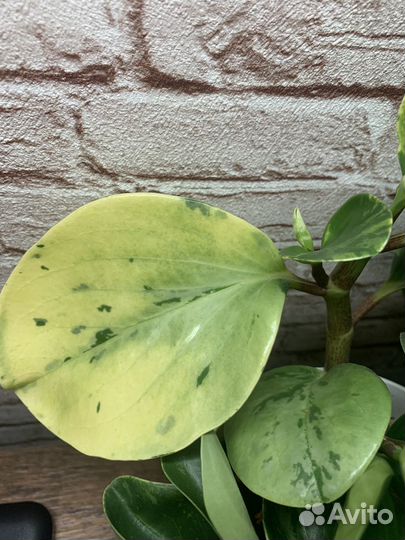 Пеперомия вариегатная
