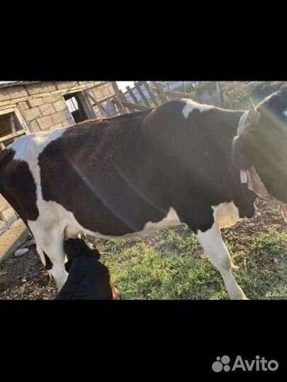 Корова дойная с теленком (теленок девочка)