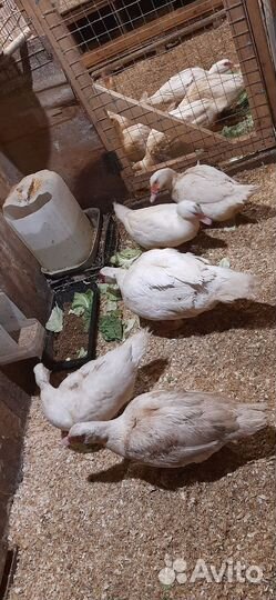 Инкубационное яйцо индоутки