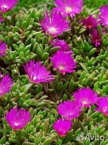 Делосперма в ассортименте