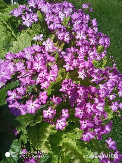 Многолетники, кустарники, Продаю лишнее