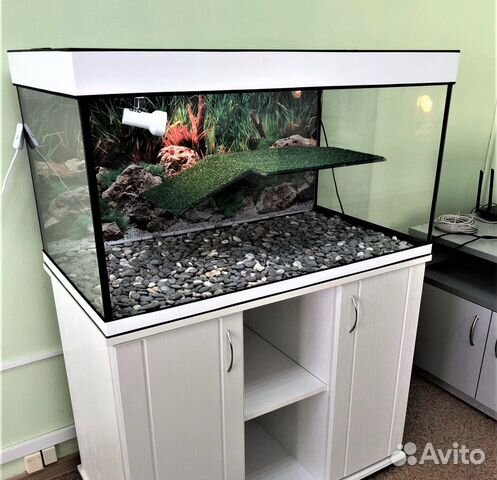 красноухие черепахи - Купить недорого аквариум и рыбок 🐠 в Москве |  Домашние животные | Авито