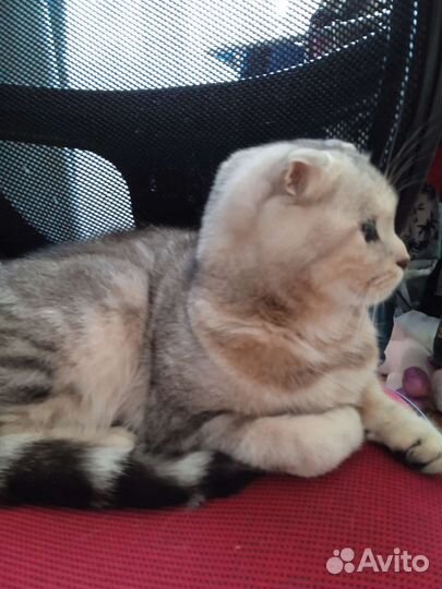 Бесплатно Шотландская вислоухая