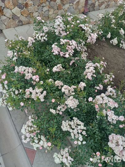 Бордюрные розы