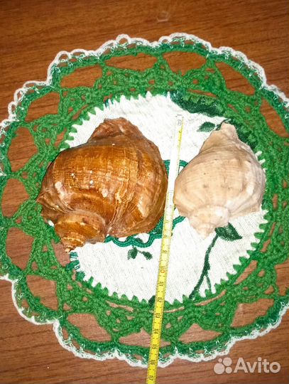 Ракушки рапана для интерьера, аквариума