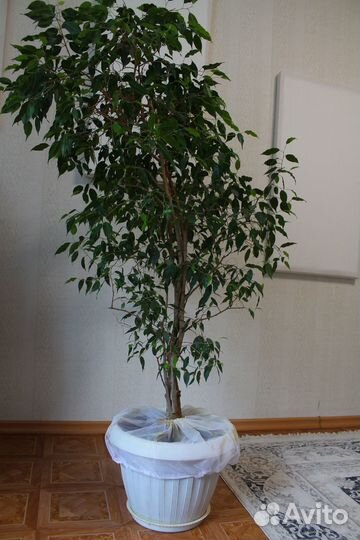 Цветы растения деревья для души